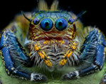 spider-museo-di-storia-naturale