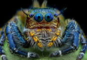 spider-museo-di-storia-naturale